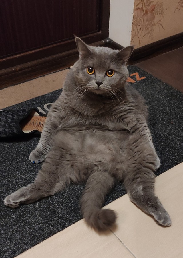 А котовторник уже начался?