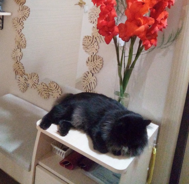 Черный кот