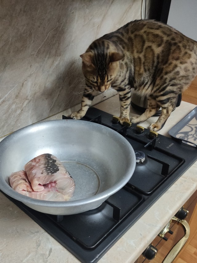 Последний котовторник лета