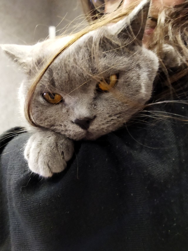 Утреннего кота всем в ленту
