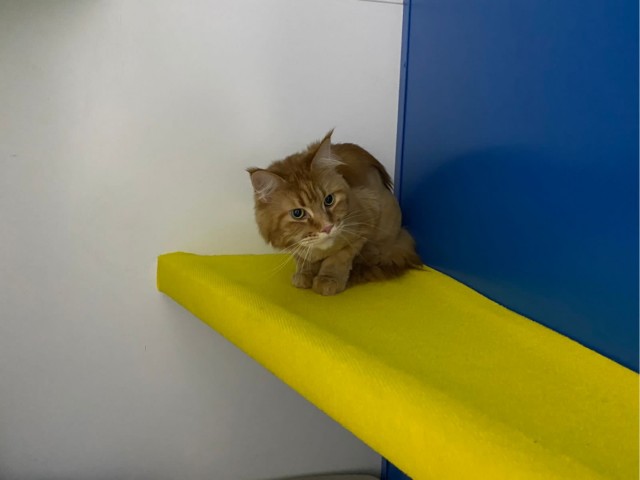 Котовторник 11.01.22
