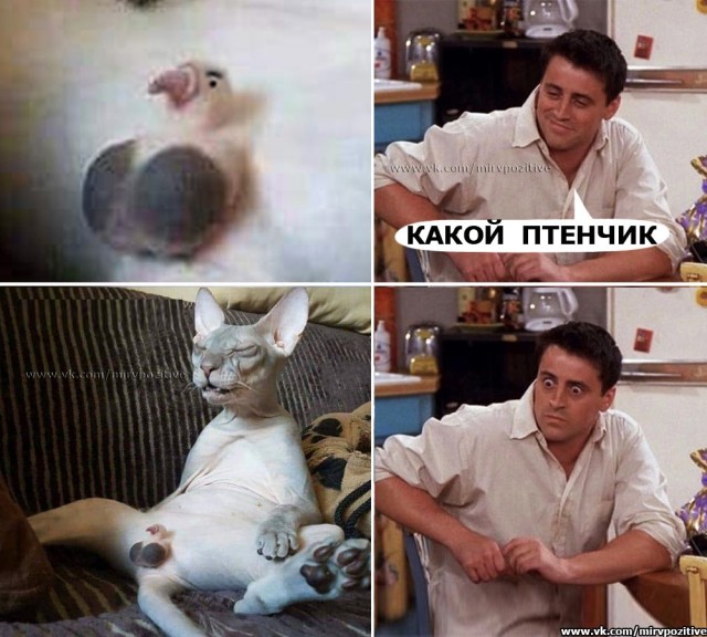 Дурацкие картинки