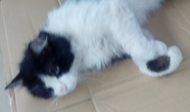 Котовторник - по расписанию!