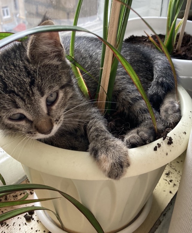 А что это мы котовторник не начинаем? Время пришло!