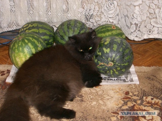 С праздником и котофторником!