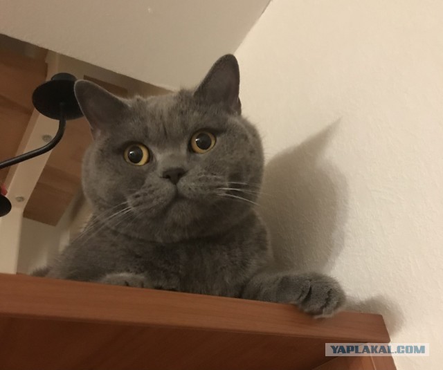 Британец
