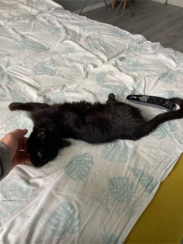 Котовторник 18.10.22