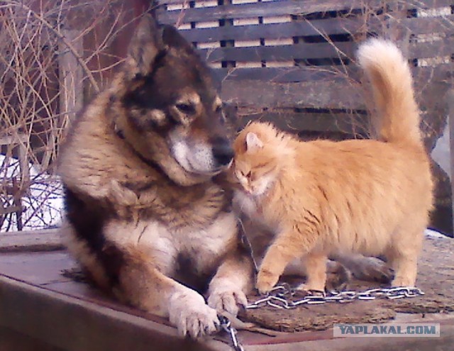 Котовторник 1.11.22
