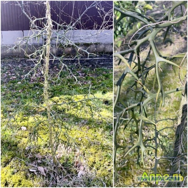 Трифолиата, он же понциирус трёхлисточковый (выживает при «-25»!) Про полезную флору Северного Причерноморья.