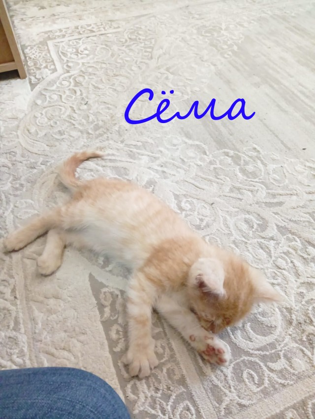 Жизнь домашнего приюта "Котоленд" 374