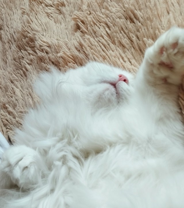 Как просто дать таблетку Коту