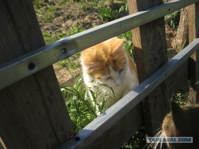 Жизнь домашнего приюта для котеек 450