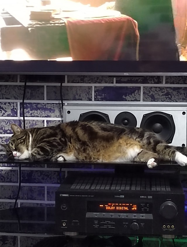 Котовторник! 16+ Коллеги-рабы, отмечаемся, у кого хозяину много лет!