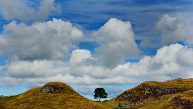 Вандалы в Великобритании срубили легендарное дерево Робин Гуда