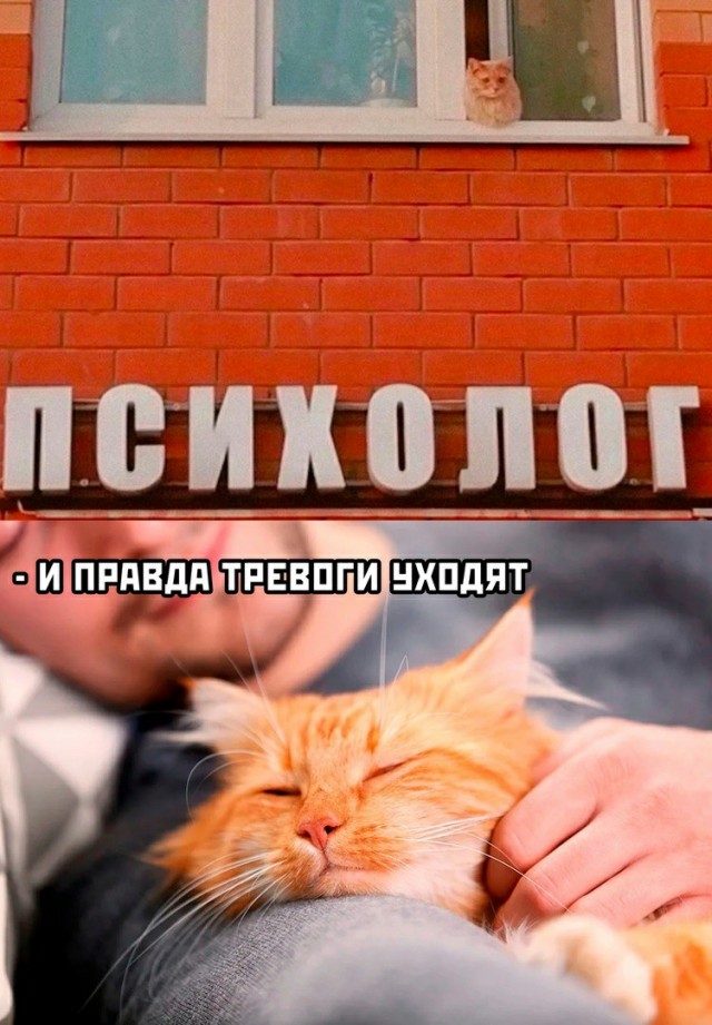 Есть у человека кот, а у кота - человек. И ничего другого им не нужно