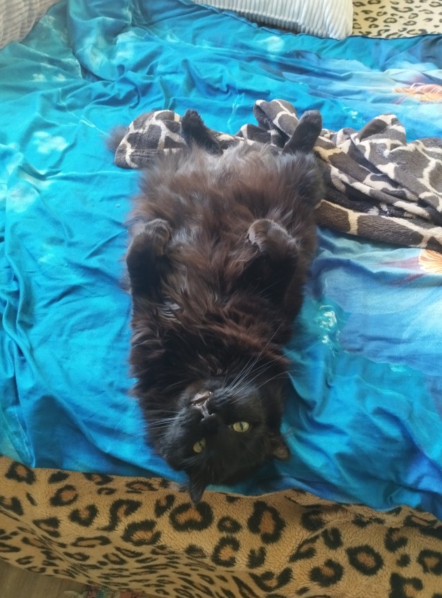 Мой котяра