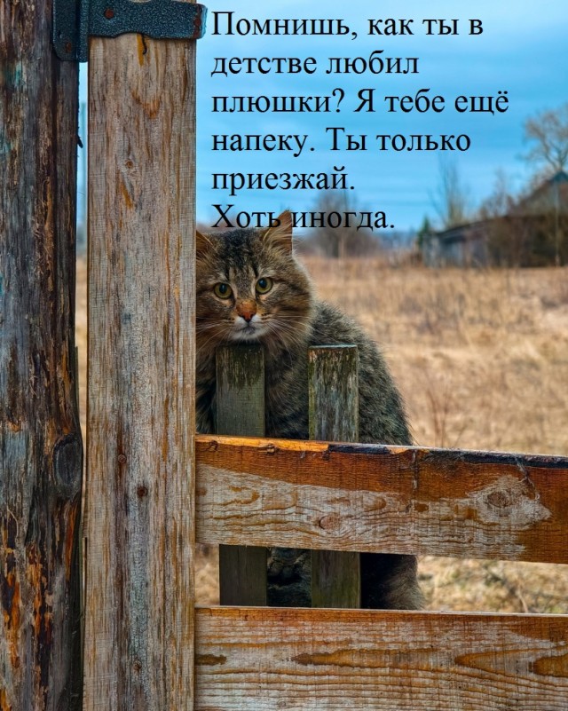 Деревенская кошка