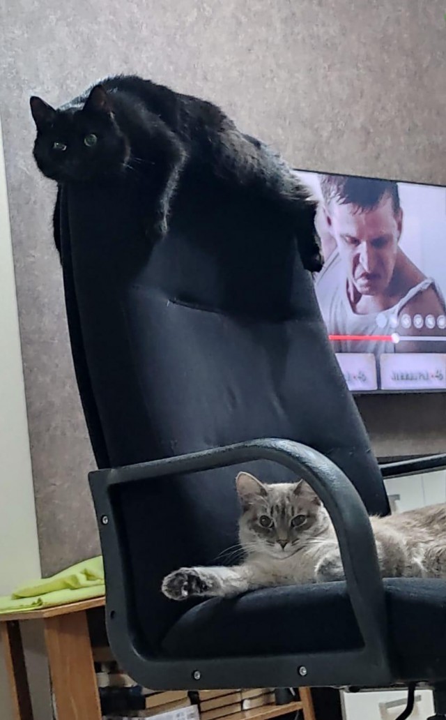 Подборка котов, нашедших свой дом