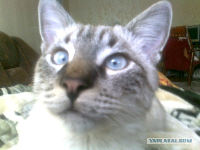 Котовторник 21.05.2013