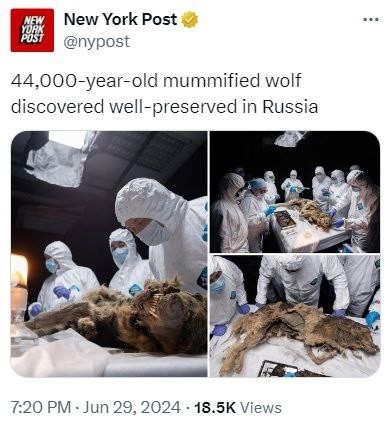 В Сибири нашли мумию волка, которому 44 тысячи лет