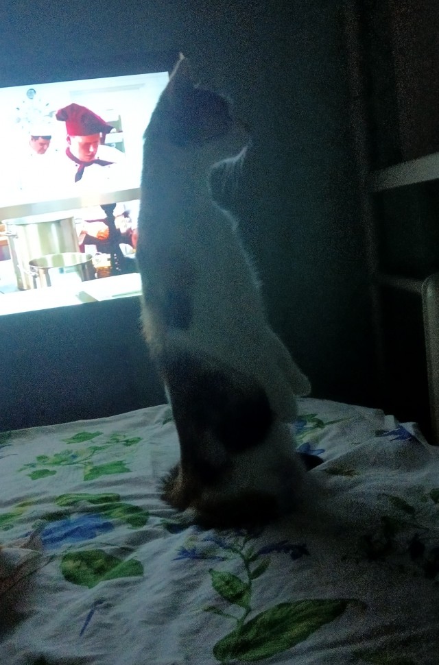 К котовторнику