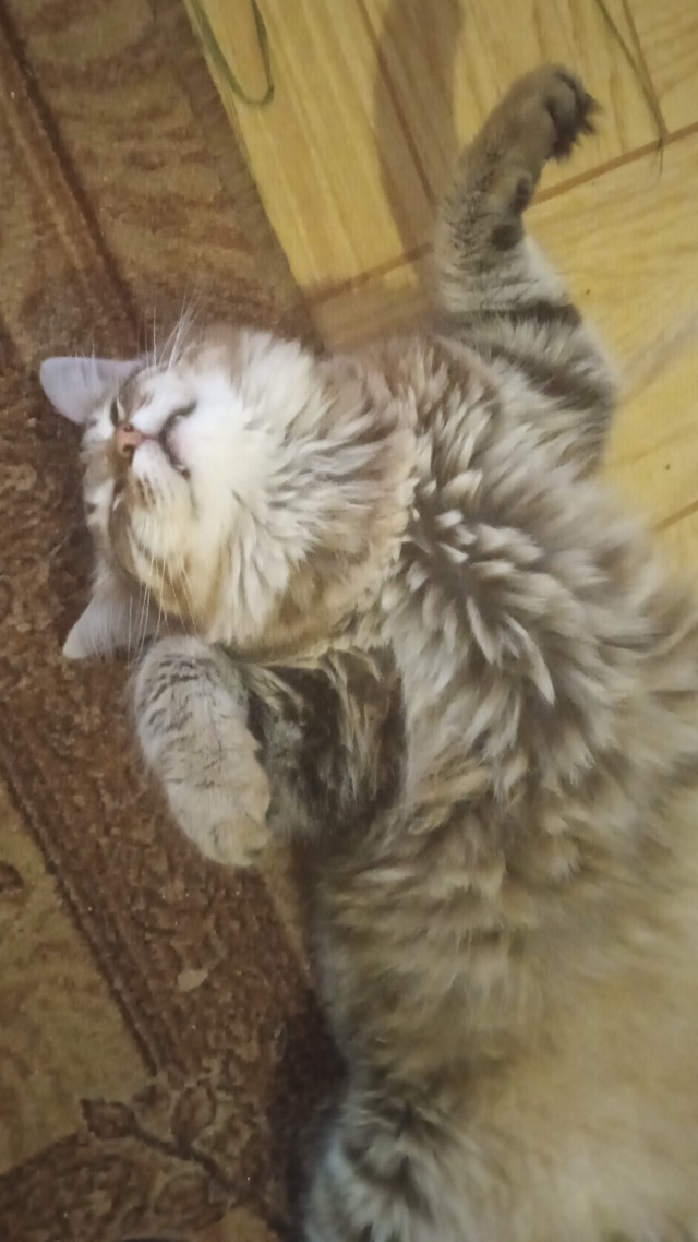 Спящие коты - это что-то с чем-то