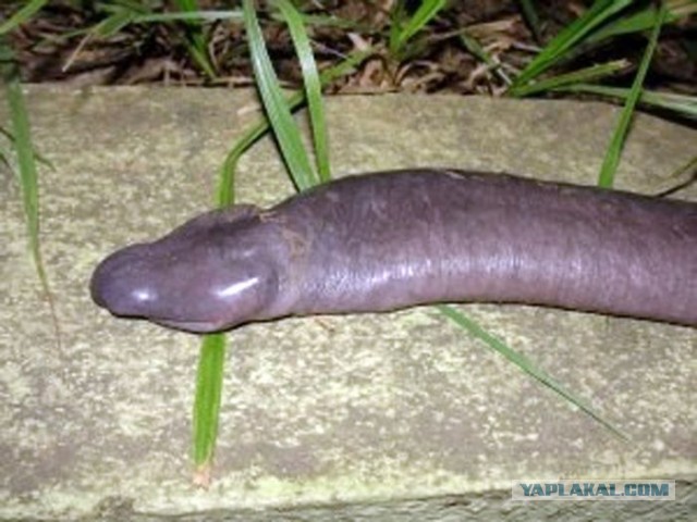 Удав в постели