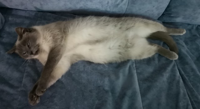 К котовторнику