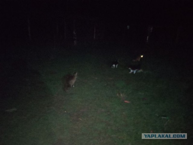 Жизнь домашнего приюта для котеек 541