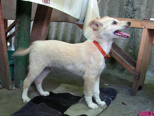 Будка своими руками.