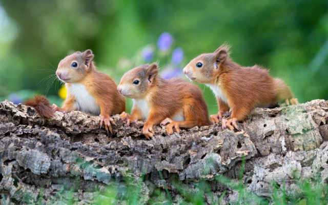 В московских парках появились первые в этом сезоне бельчата.