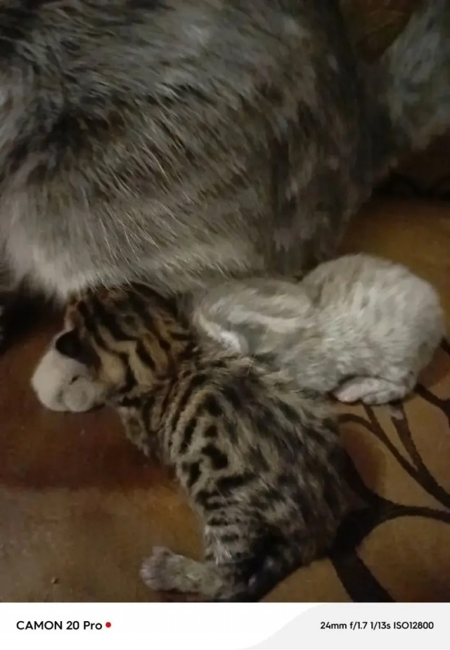 Котенок в добрые руки