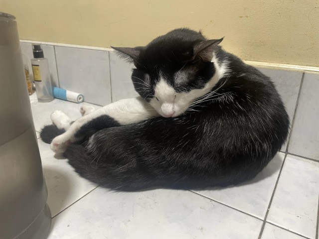 Рандомных фото котов тред