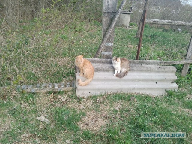 Жизнь домашнего приюта для котеек 577