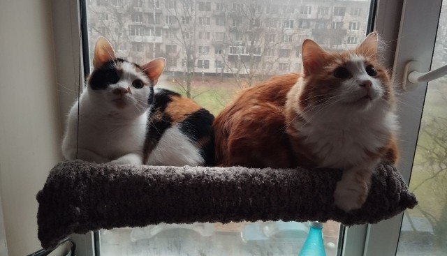 Чел купил модную лежанку для кота, а в итоге снял отзыв, который оказался лучше самого товара