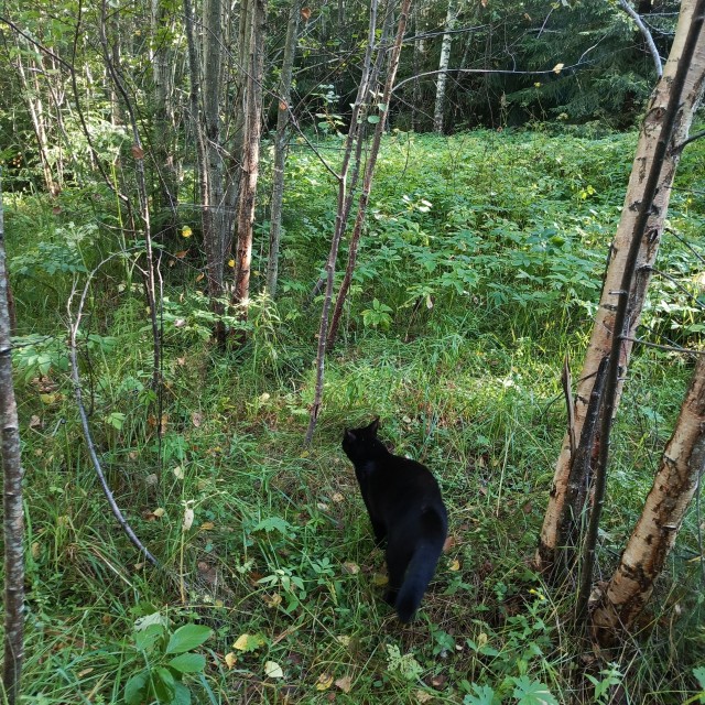 Мы вдвоём с котом