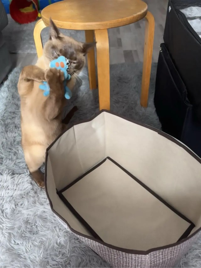 Котовторник
