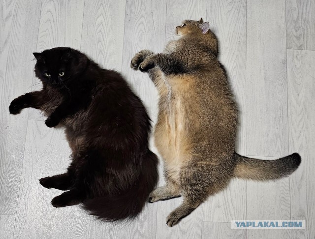 К-котовторник.