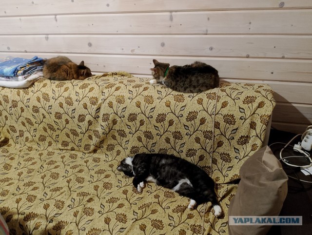 История одного котенка