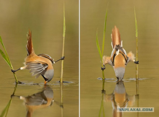 30 самых удачных фотографий января
