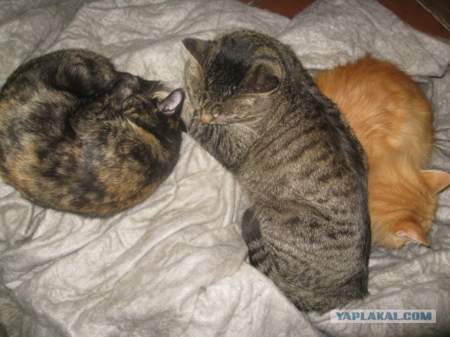 Котовторник 25.02.2014