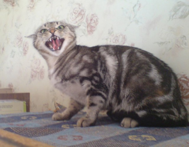 Котовторник 25.02.2014