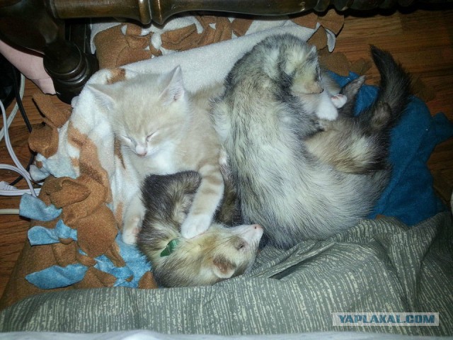 Нед – котенок, который дружит с хорьками