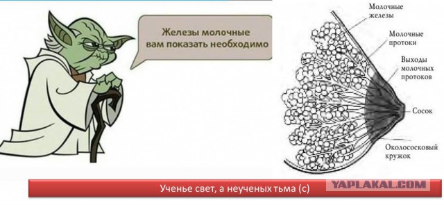 Моя кошка любит принимать ванну вместе со мной