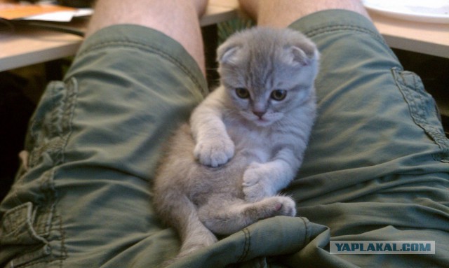 Котовторник 7.10.2014