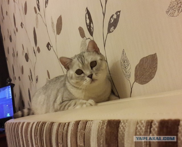 Сторожевой кот