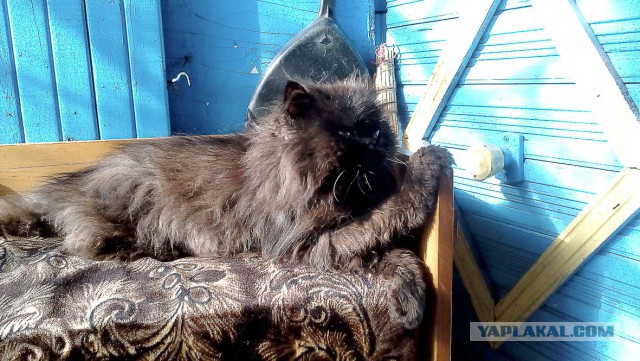 Котовторник 2.12.14