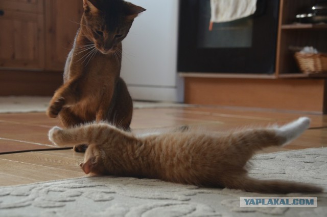 Котенок абиссина