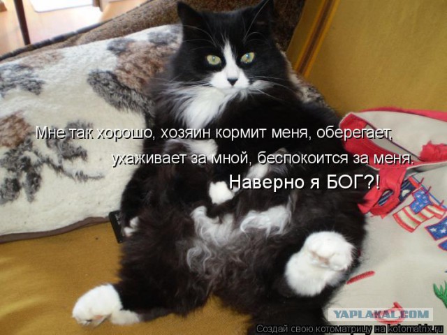 Если бы коты писали смс 2