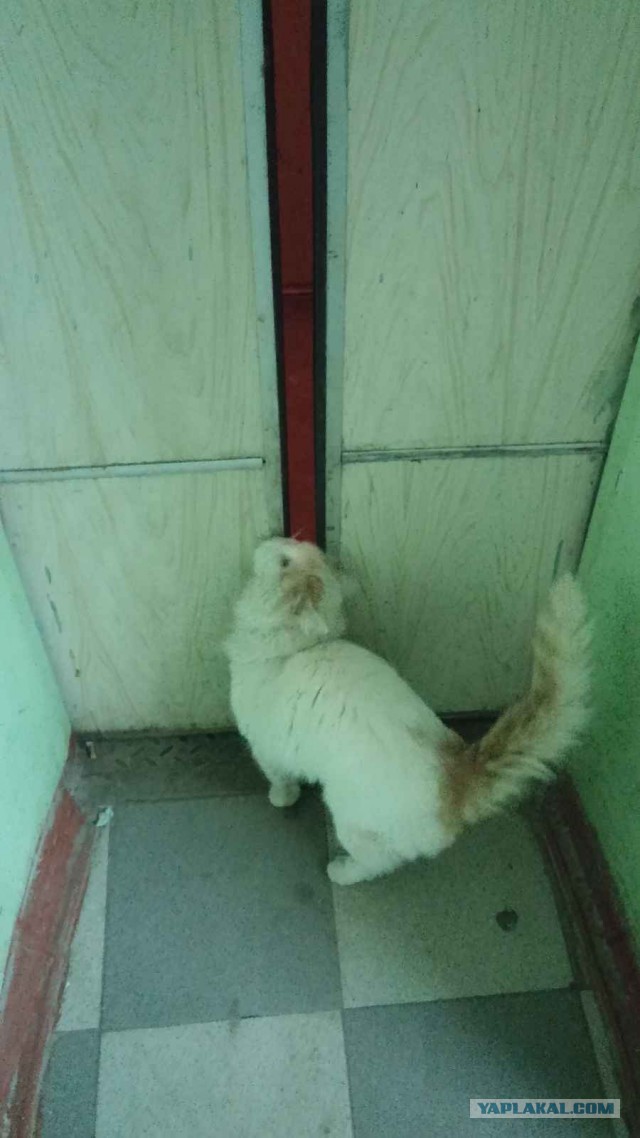 Заботливые соседи
